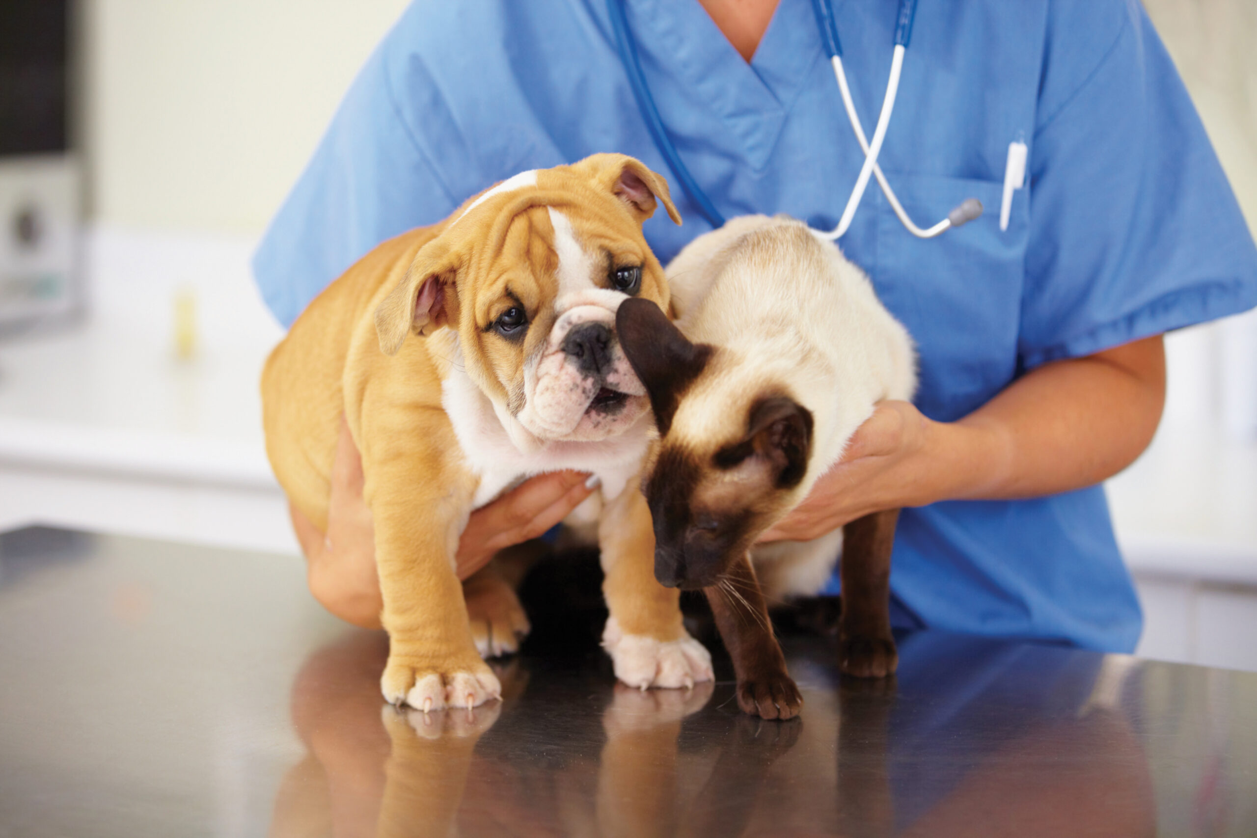 Veterinaria tiene in braccio un cucciolo di bulldog e un gattino siamese