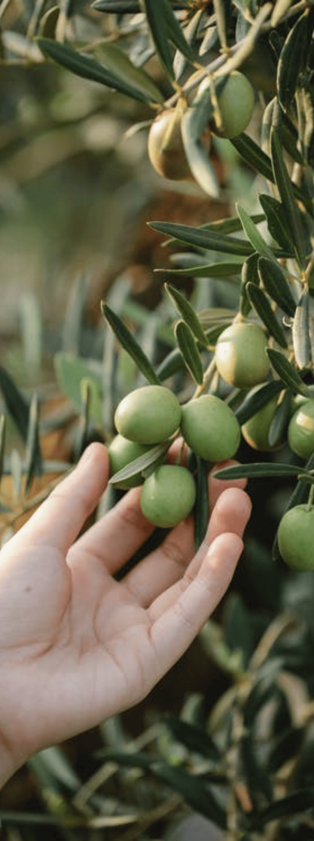 olive credito agrario